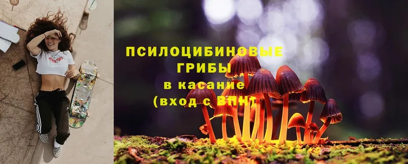 Псилоцибиновые грибы Psilocybine cubensis  Ливны 